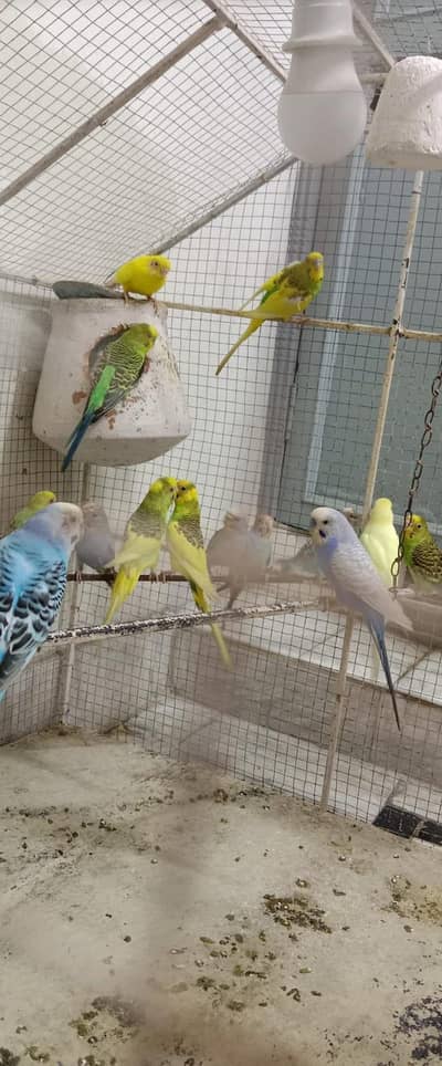 Australian Parrots