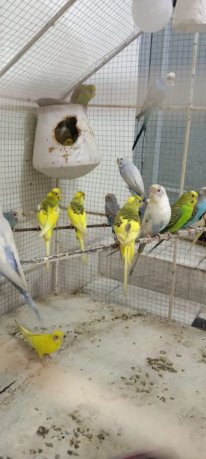 Australian Parrots — photo 2