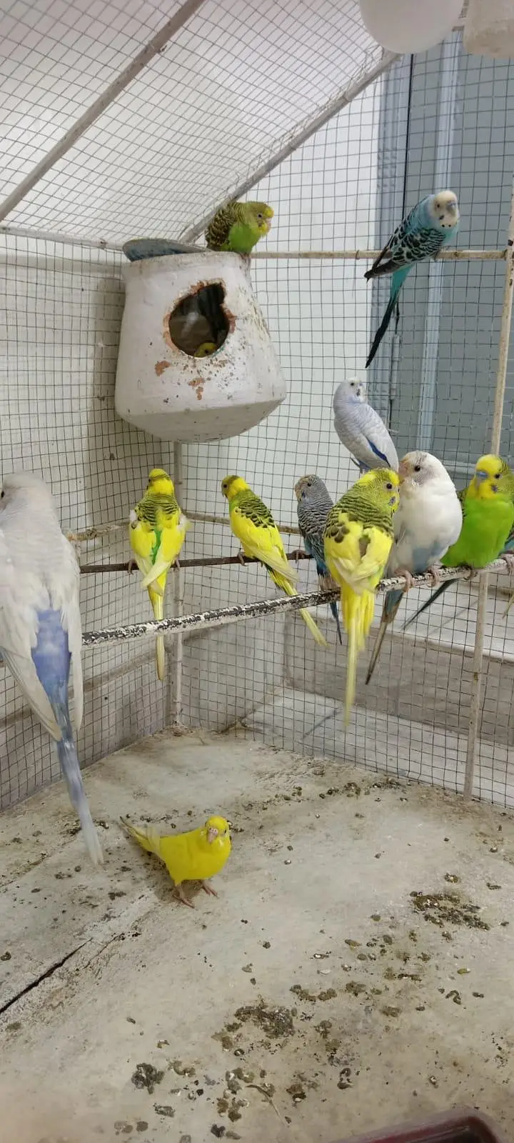 Australian Parrots — photo 3