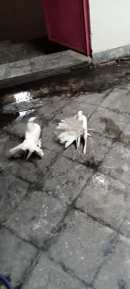 American lucky White&Fancy lucky Indian fantail — photo 2