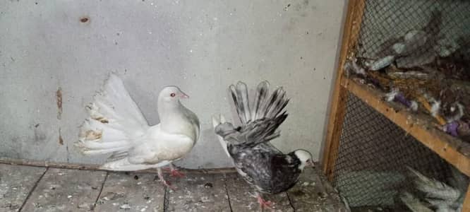 Fancy lucky Indian fantail