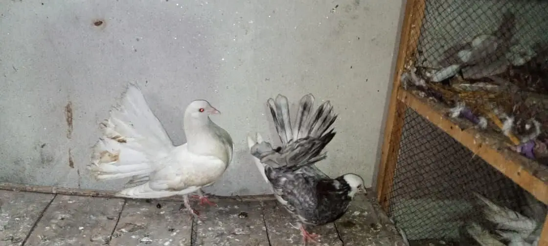 American lucky White&Fancy lucky Indian fantail — photo 3