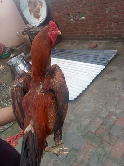 murga