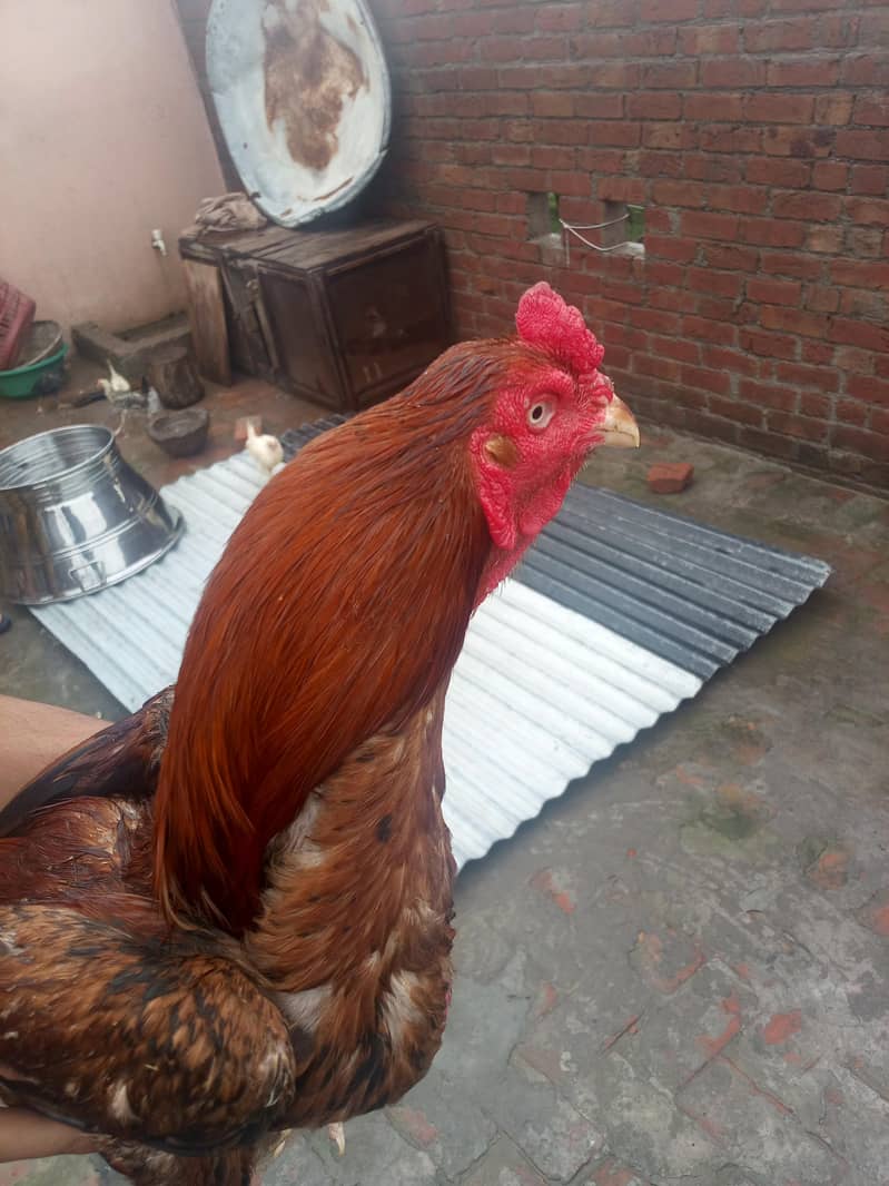 murga 2