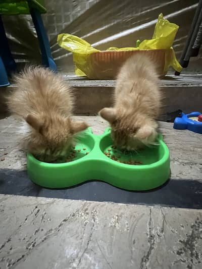 Persian Kitten Triple coat top breed