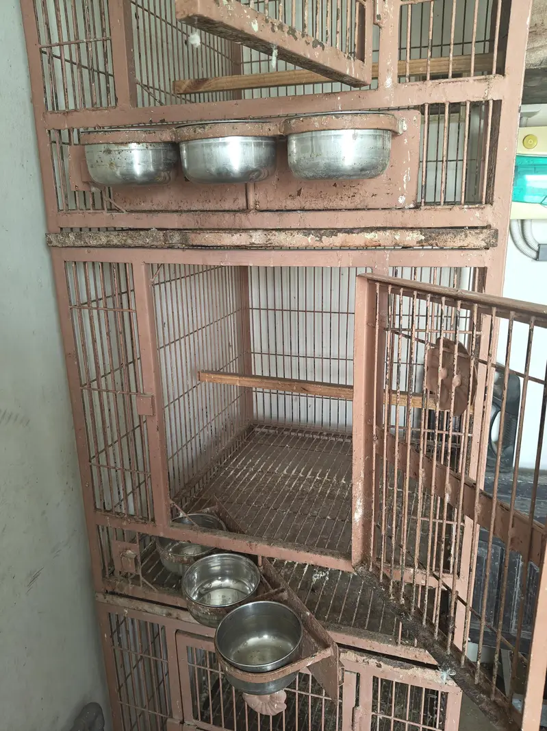 parrots cages — photo 6