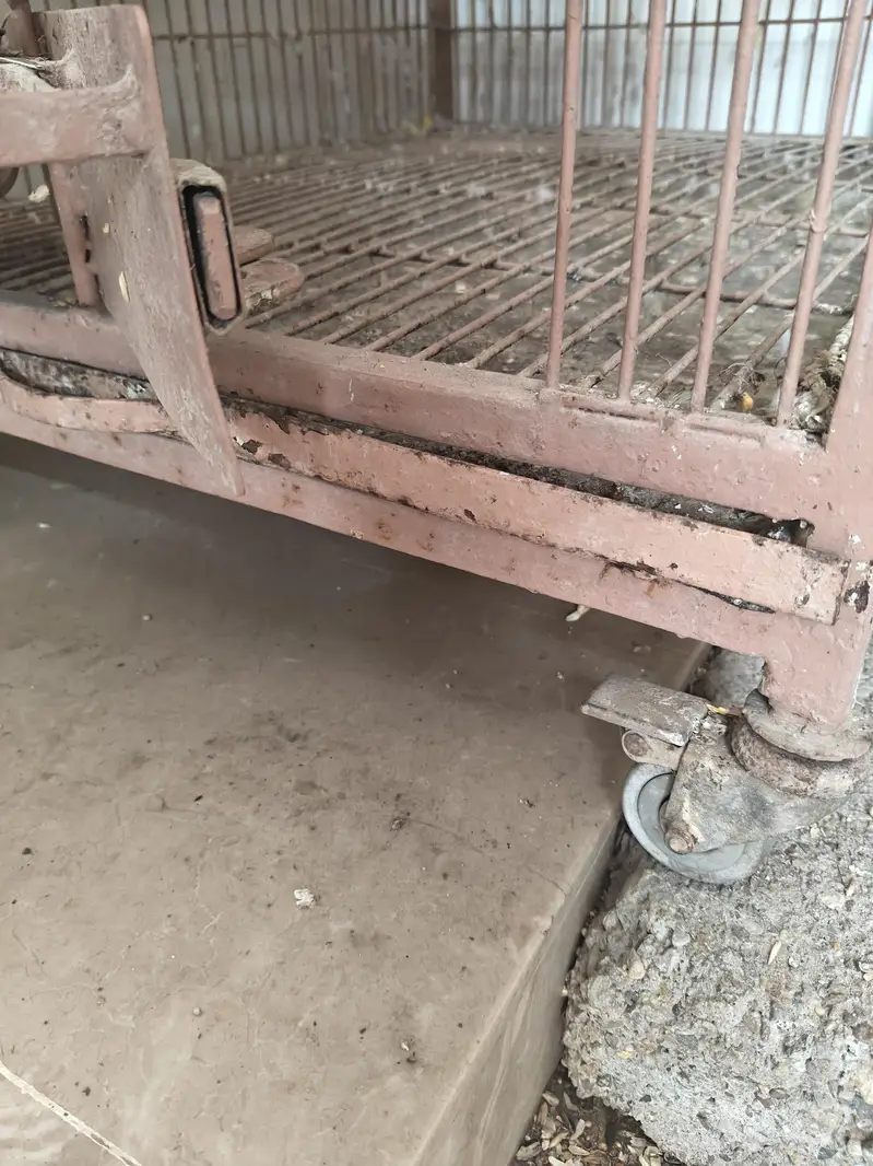 parrots cages — photo 8