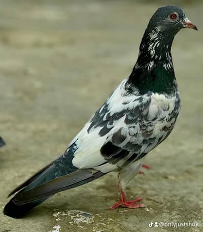 golden female ha forsell