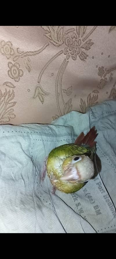 hand tame pineapple sun conure + pinjra + feeding + syringe