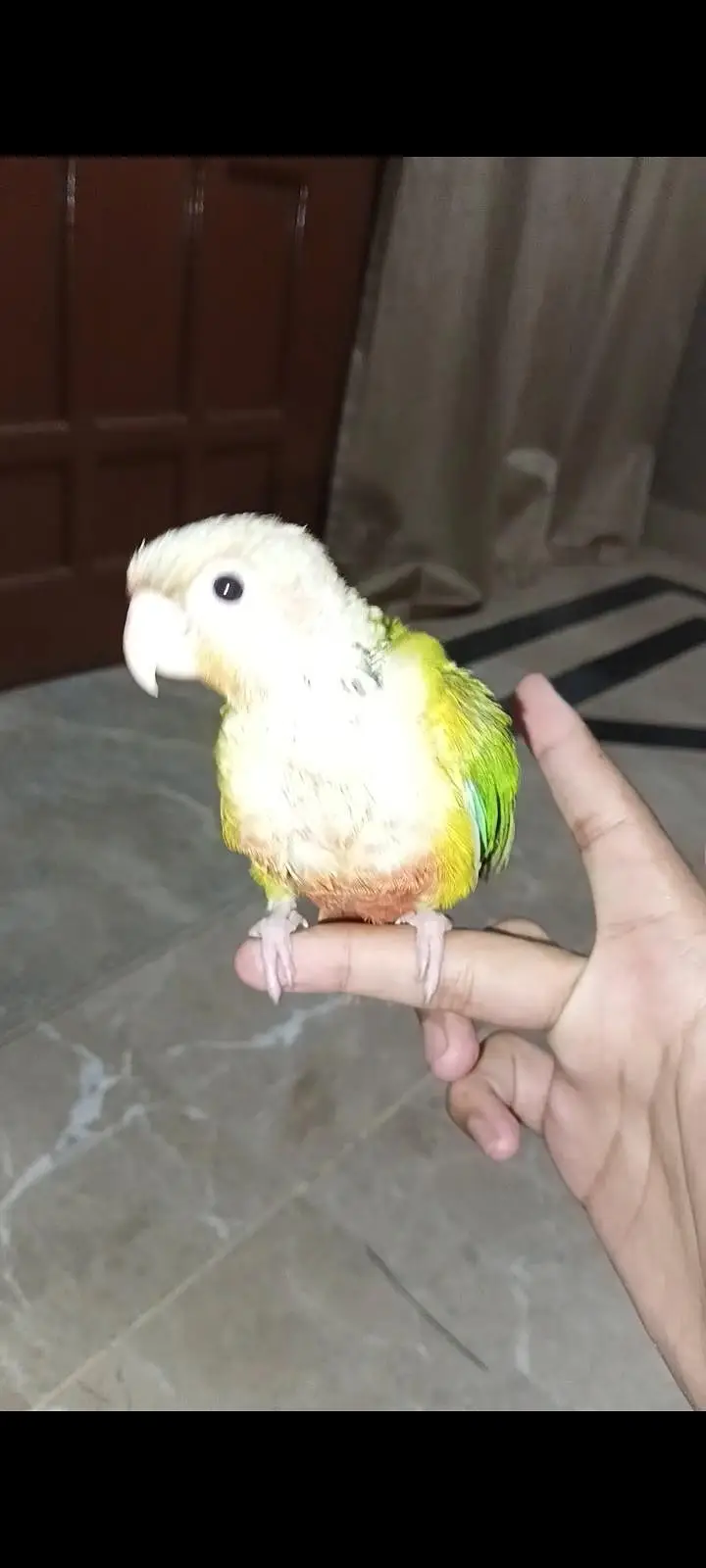 hand tame pineapple sun conure + pinjra + feeding + syringe — photo 2