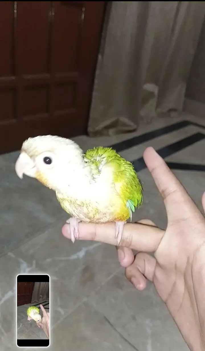 hand tame pineapple sun conure + pinjra + feeding + syringe — photo 3