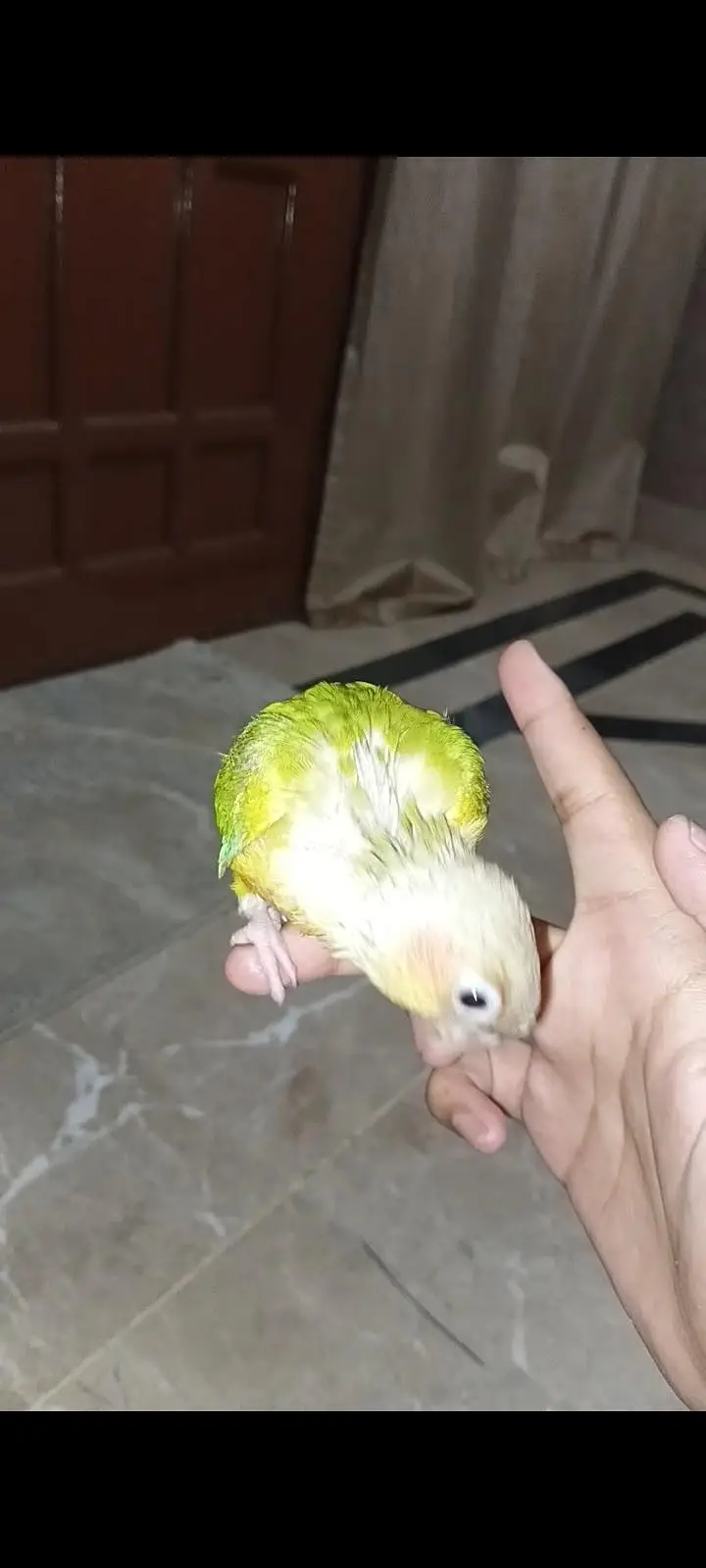 hand tame pineapple sun conure + pinjra + feeding + syringe — photo 4
