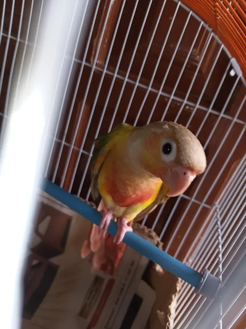 hand tame pineapple sun conure + pinjra + feeding + syringe — photo 5