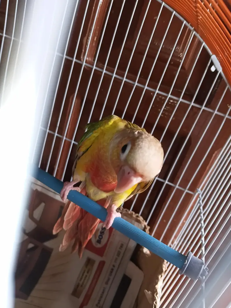 hand tame pineapple sun conure + pinjra + feeding + syringe — photo 6