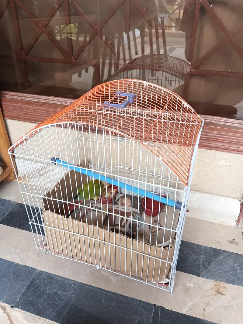 hand tame pineapple sun conure + pinjra + feeding + syringe — photo 7