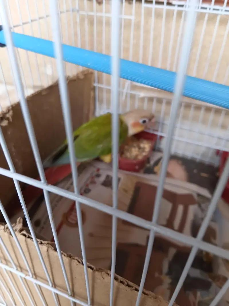 hand tame pineapple sun conure + pinjra + feeding + syringe — photo 8
