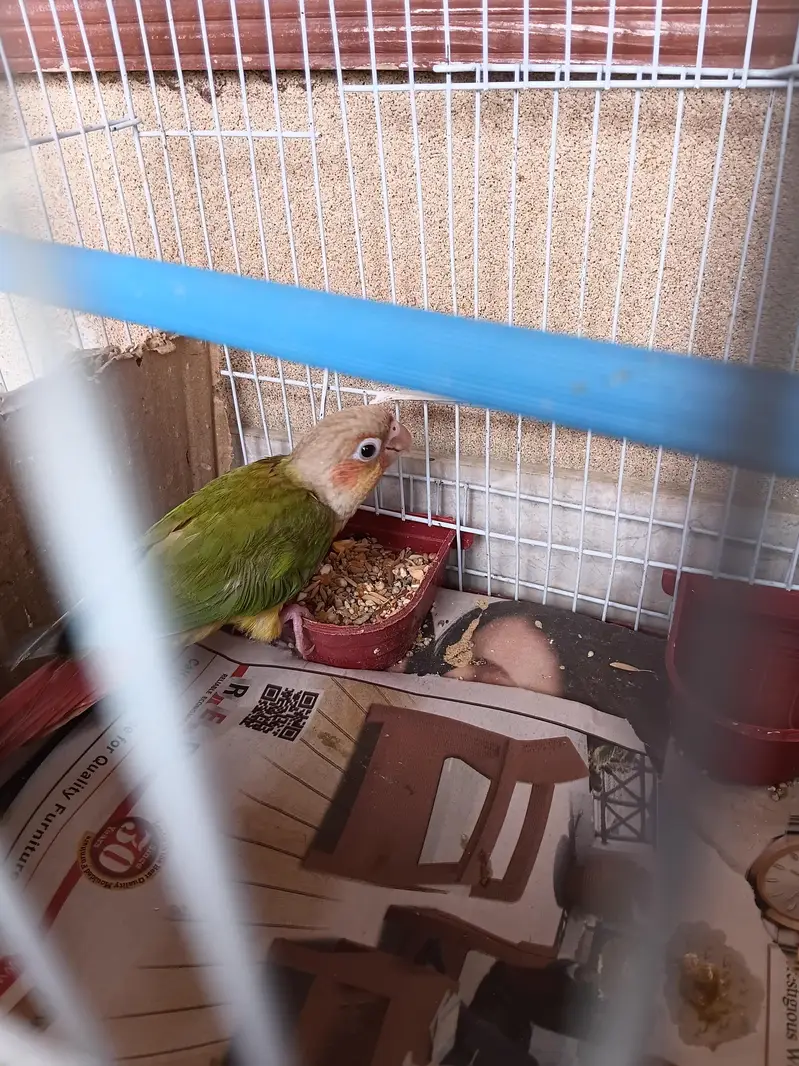 hand tame pineapple sun conure + pinjra + feeding + syringe — photo 9