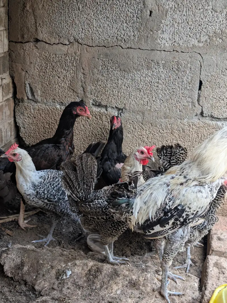 pure Aseel and misri murghi for sale — photo 3