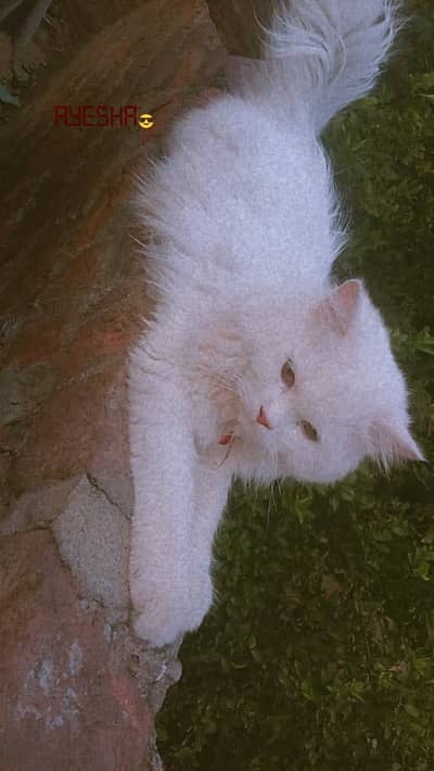 A beautiful cat
