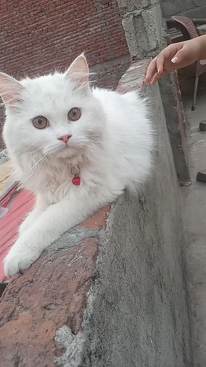 A beautiful cat — photo 2