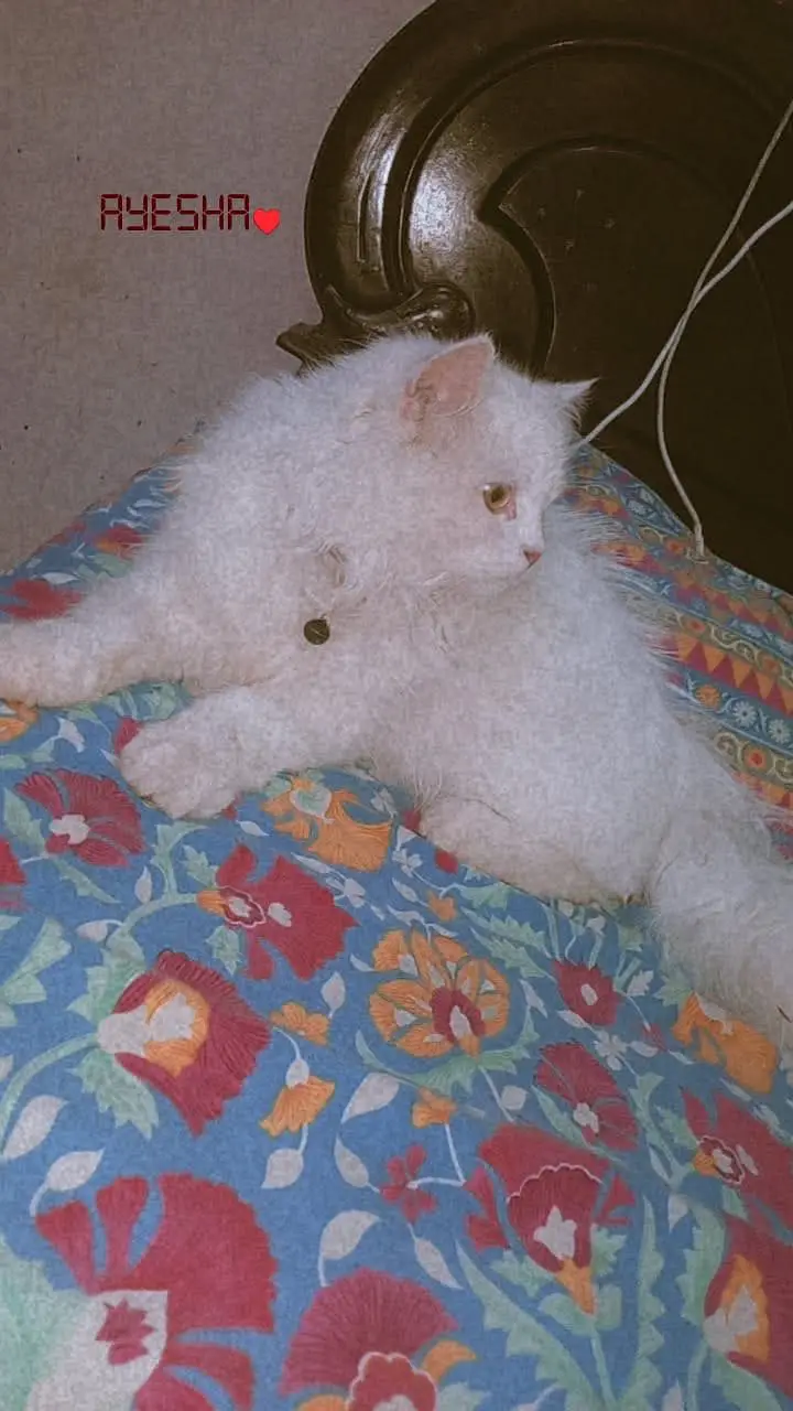 A beautiful cat — photo 4