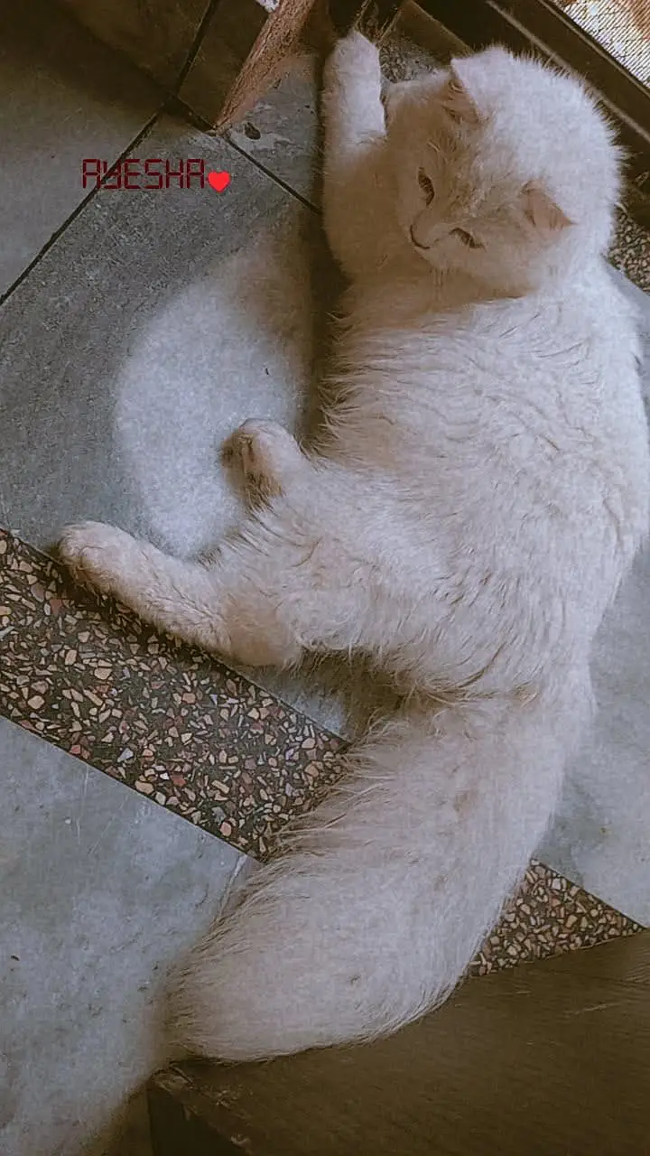 A beautiful cat — photo 5
