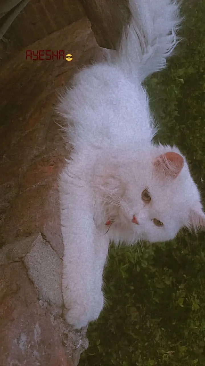 A beautiful cat — photo 6