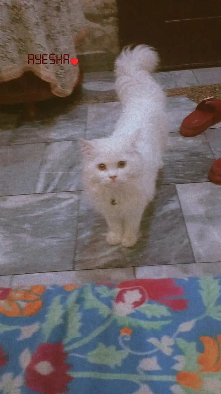 A beautiful cat — photo 7