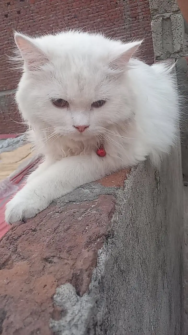 A beautiful cat — photo 8