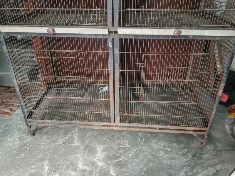 birds cage — photo 3