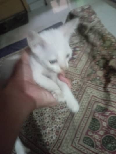 Cute Persian Kitten for Sale | Healthy & Playful