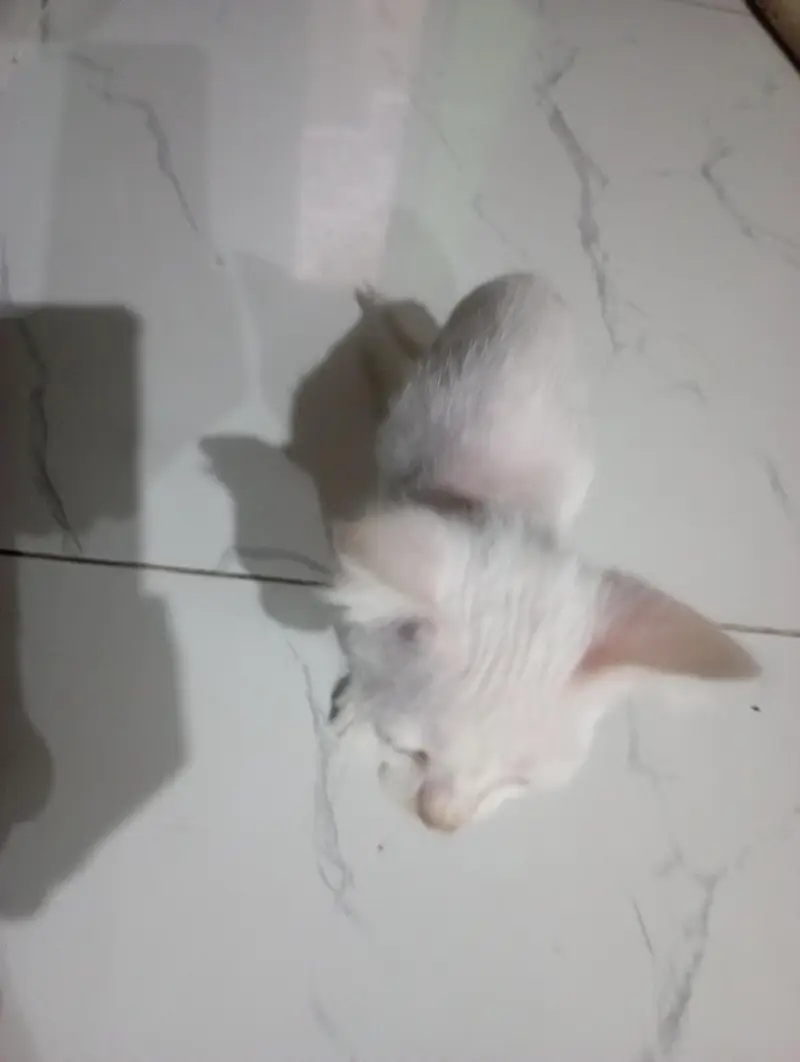 Cute Persian Kitten for Sale | Healthy & Playful — photo 2