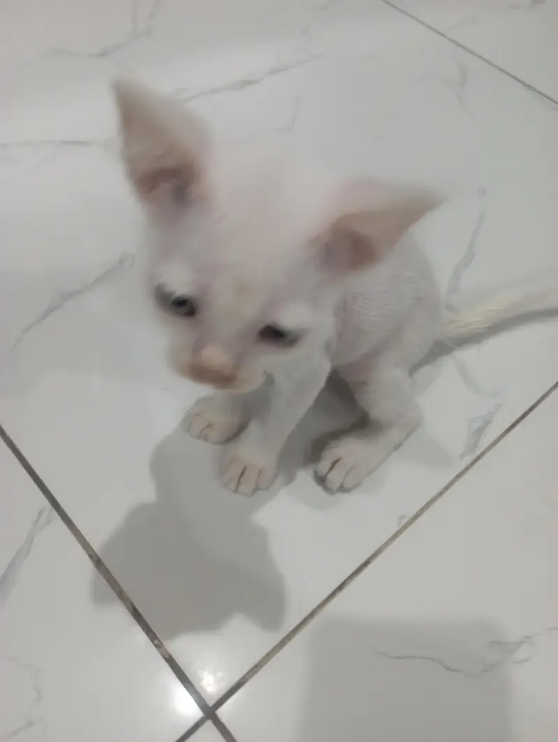 Cute Persian Kitten for Sale | Healthy & Playful — photo 3