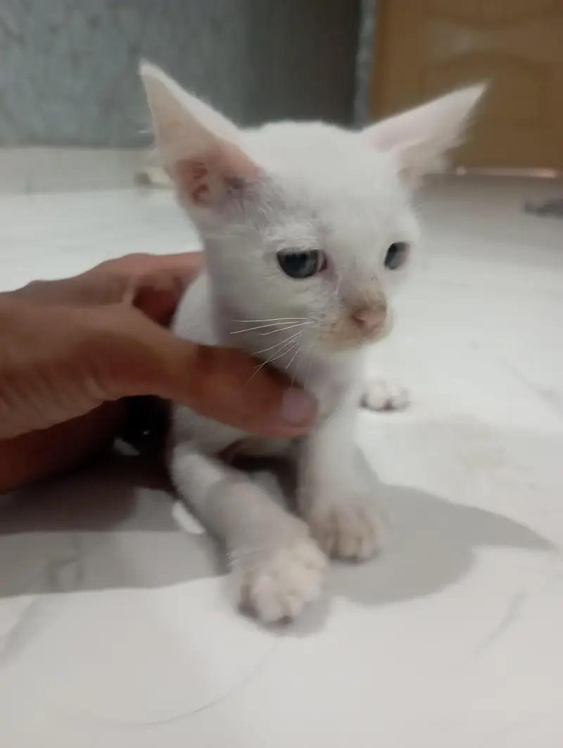 Cute Persian Kitten for Sale | Healthy & Playful — photo 4