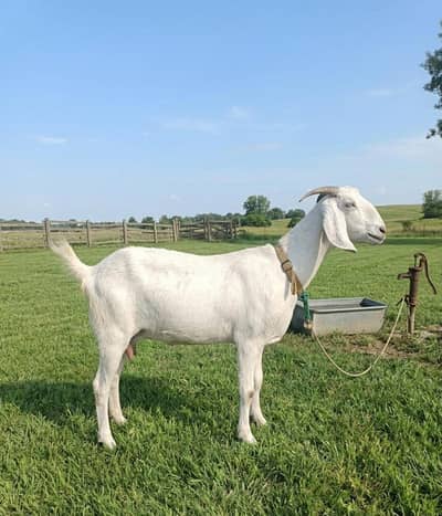 White goat healthy active average of 2 kids.