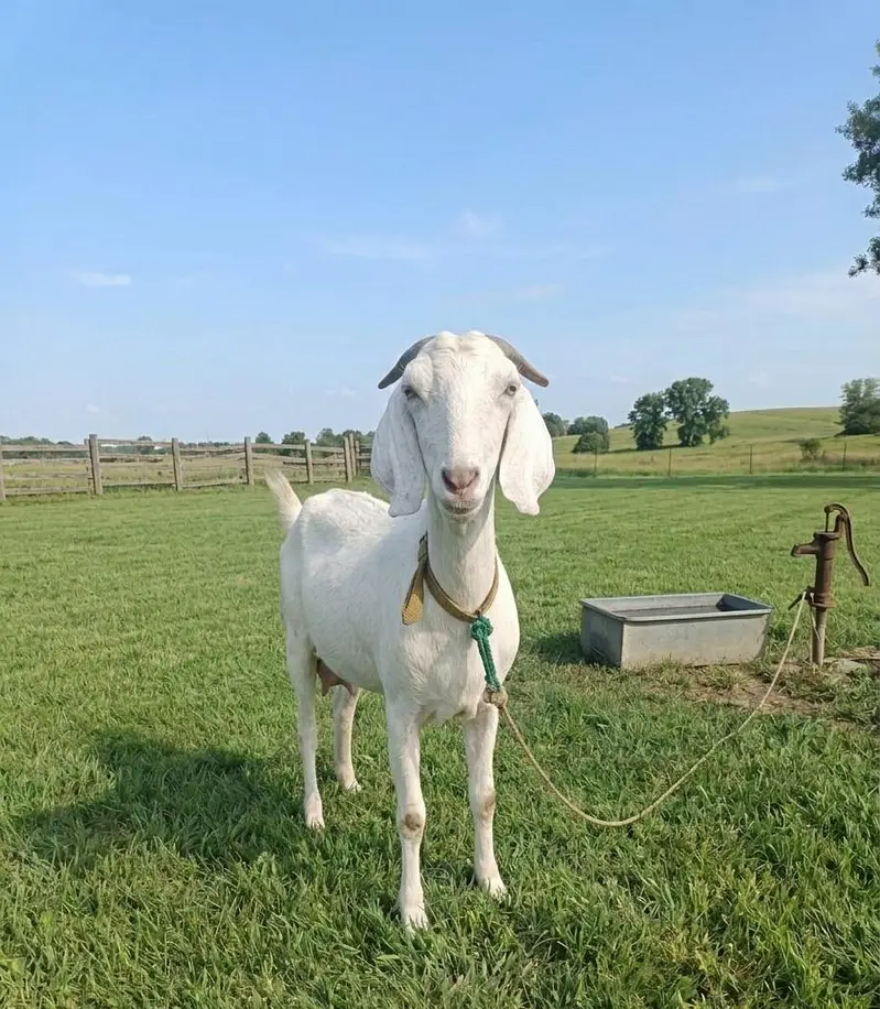 White goat healthy active average of 2 kids. — photo 2