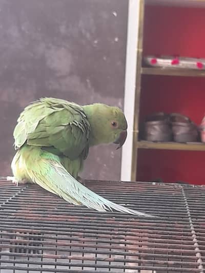 parrot