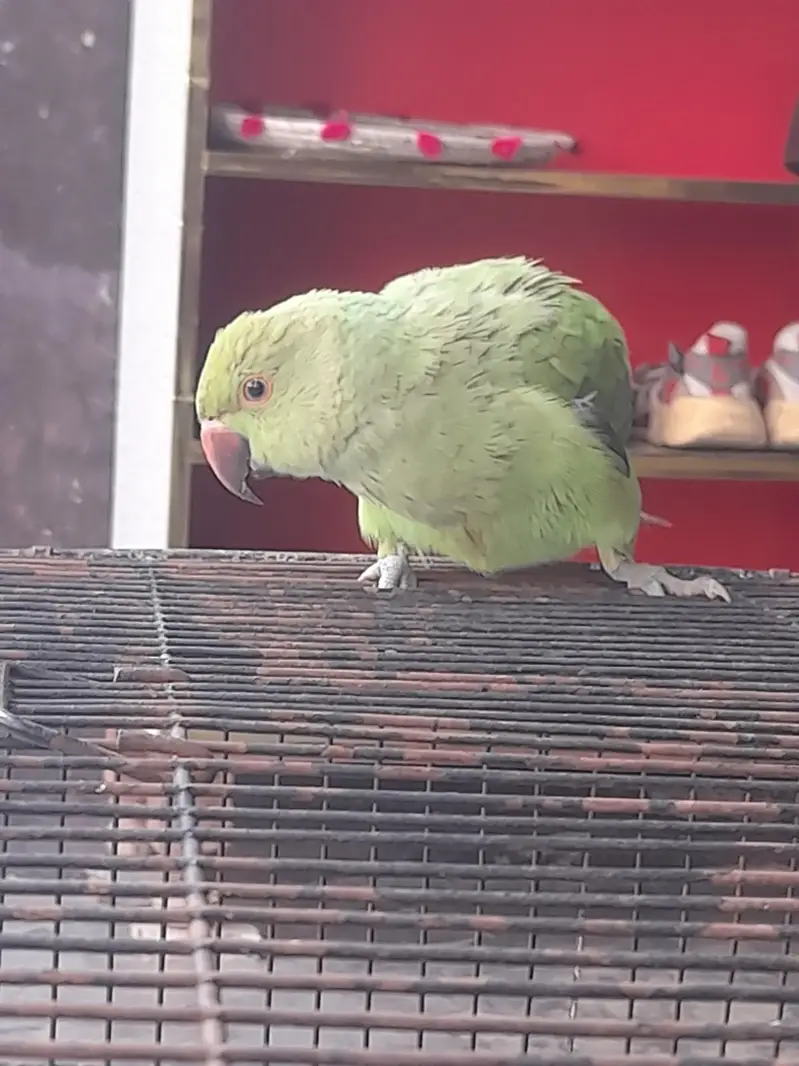 parrot — photo 2