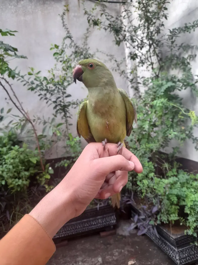 parrot — photo 3