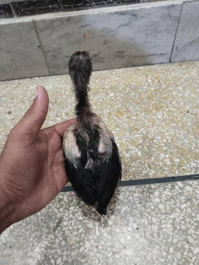 aseel Sindhi choza for sale