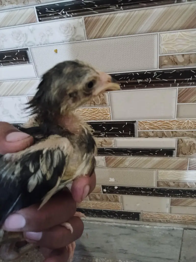 aseel Sindhi choza for sale — photo 4