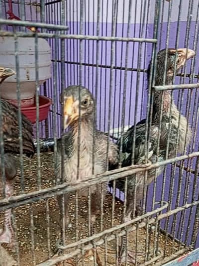 aseel chicks