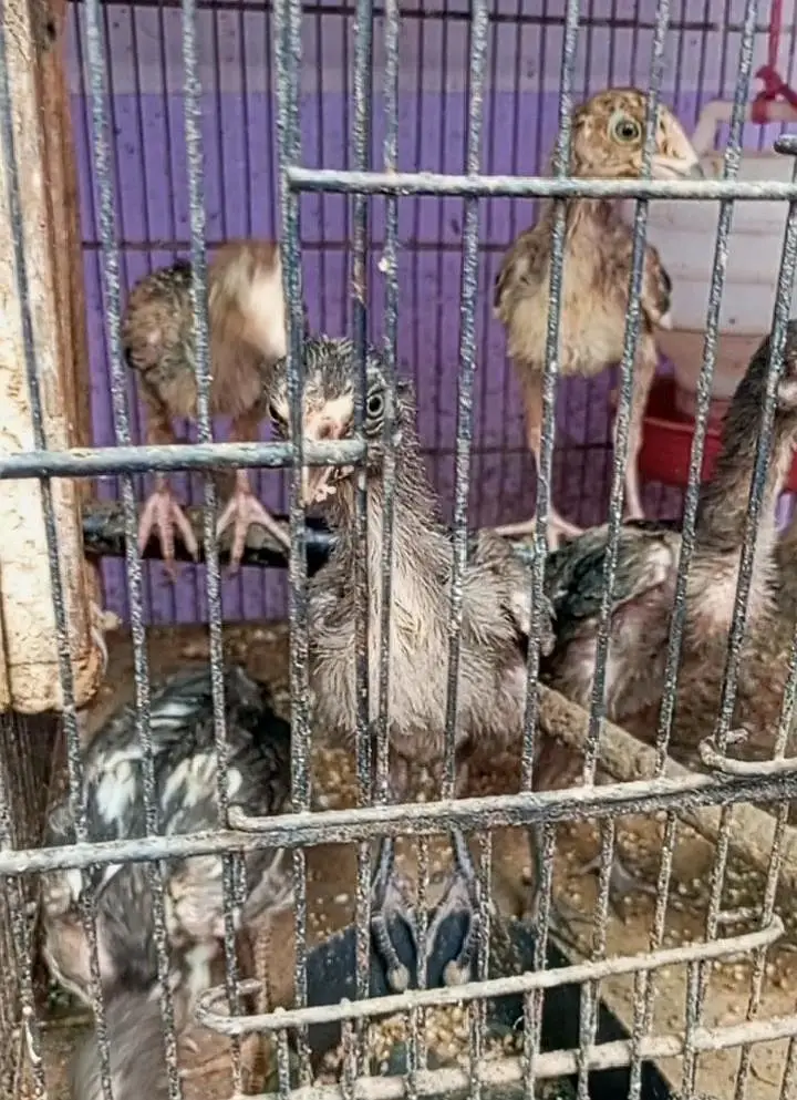 aseel chicks — photo 2