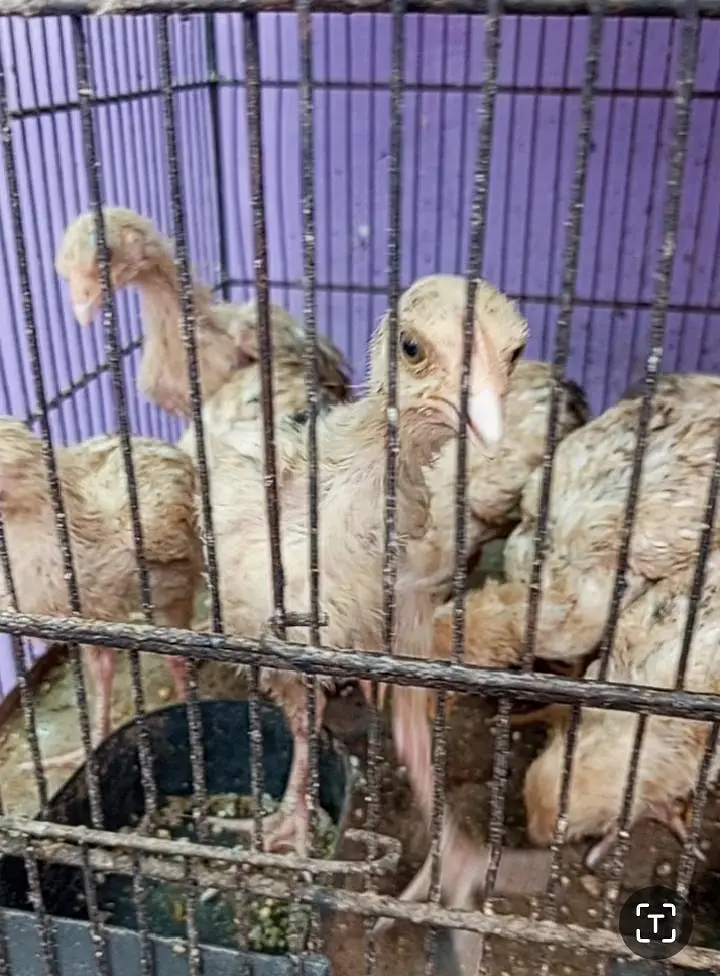 aseel chicks — photo 3