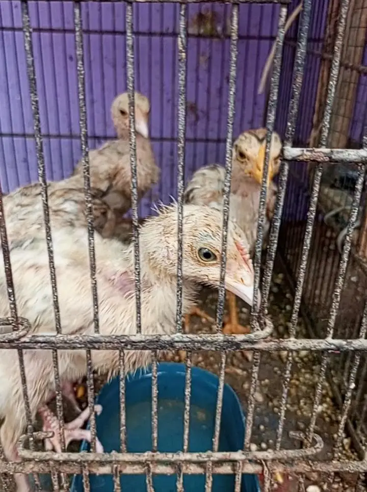 aseel chicks — photo 4