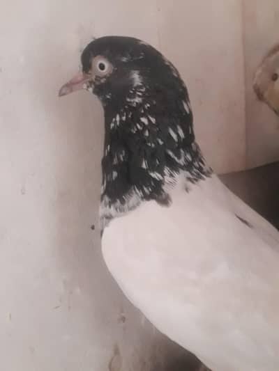 tedi nar rampuri madi jora forr sell h