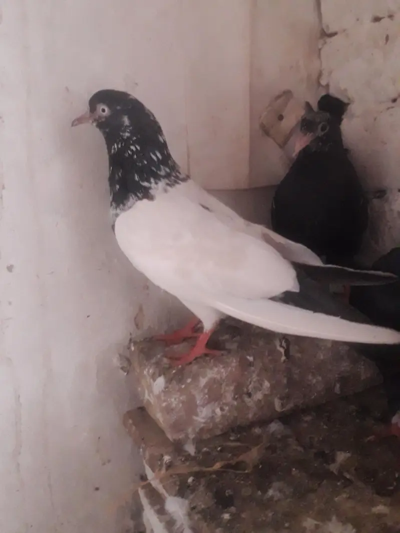tedi nar rampuri madi jora forr sell h — photo 3