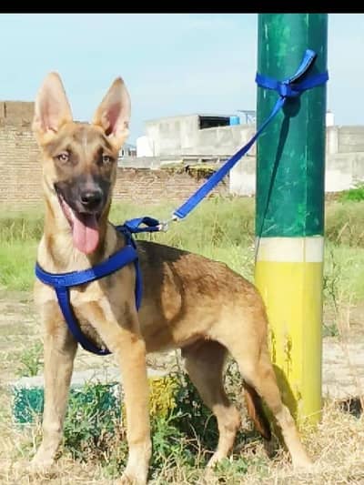 Alsatian bagiyadi full security dog male for sale