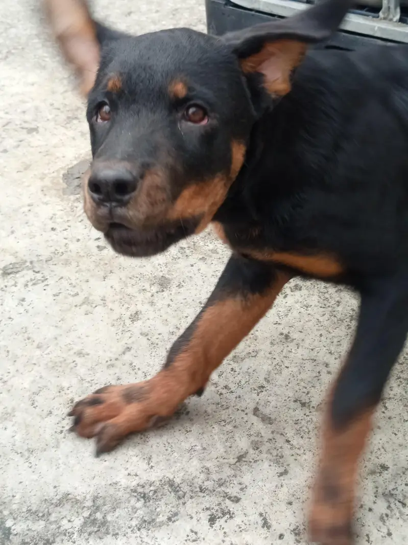 rottweiler female puppy — photo 2