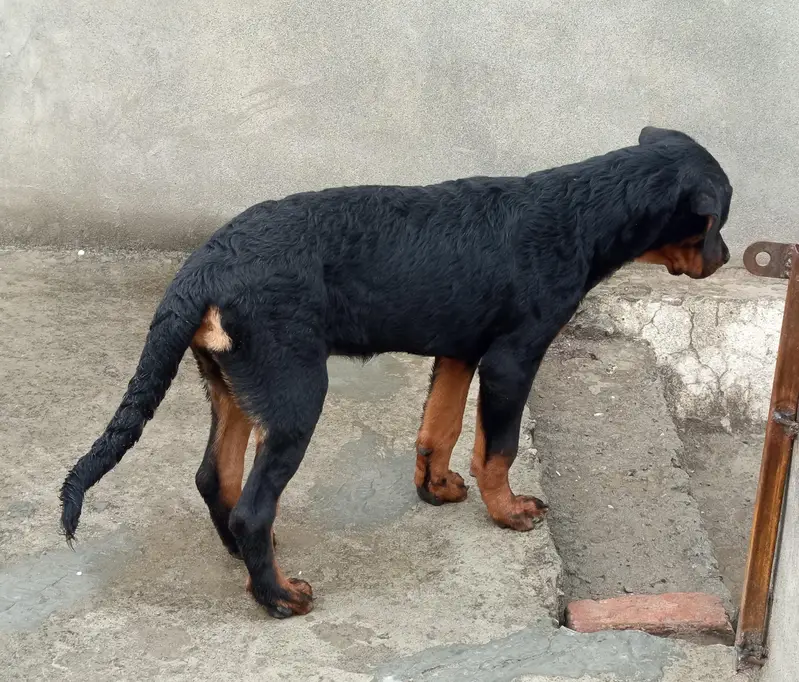 rottweiler female puppy — photo 3